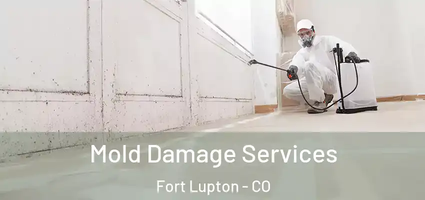  Mold Damage Services Fort Lupton - CO