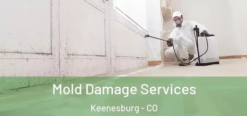  Mold Damage Services Keenesburg - CO