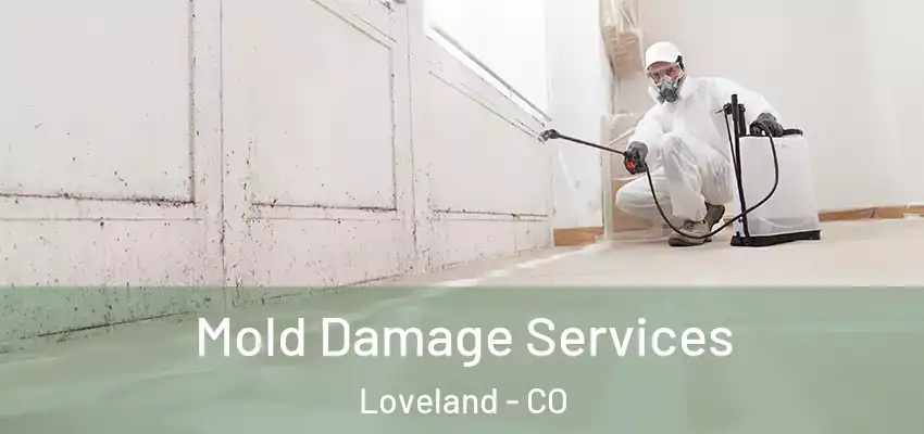  Mold Damage Services Loveland - CO