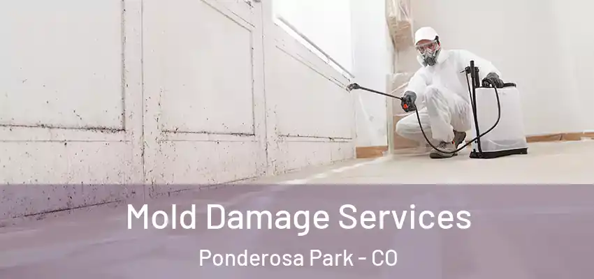  Mold Damage Services Ponderosa Park - CO