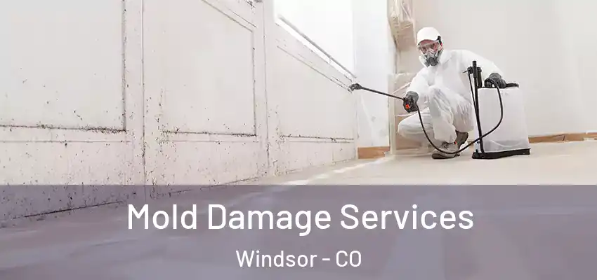  Mold Damage Services Windsor - CO