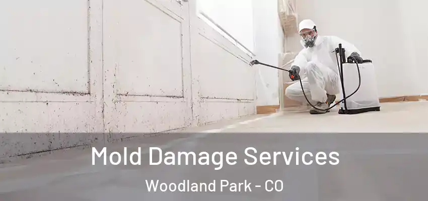 Mold Damage Services Woodland Park - CO