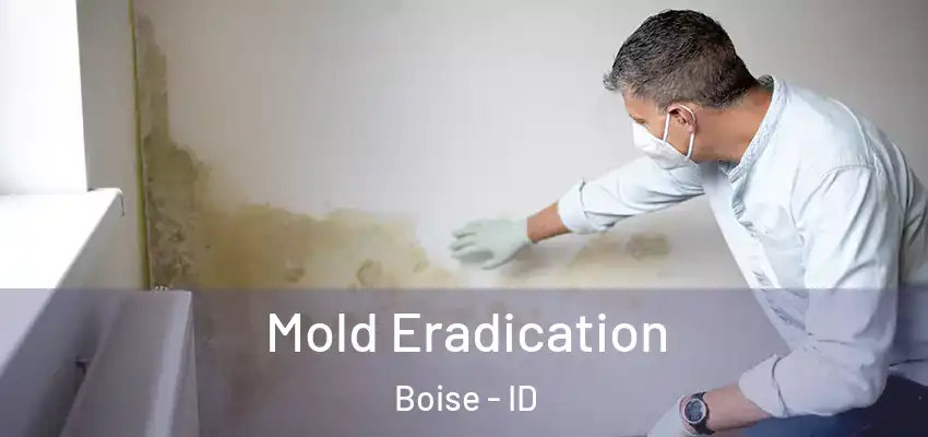  Mold Eradication Boise - ID