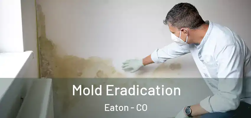 Mold Eradication Eaton - CO