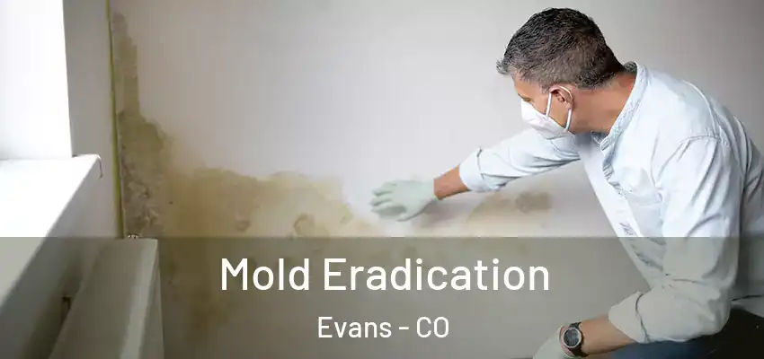 Mold Eradication Evans - CO