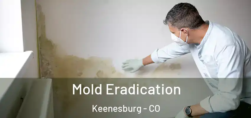  Mold Eradication Keenesburg - CO