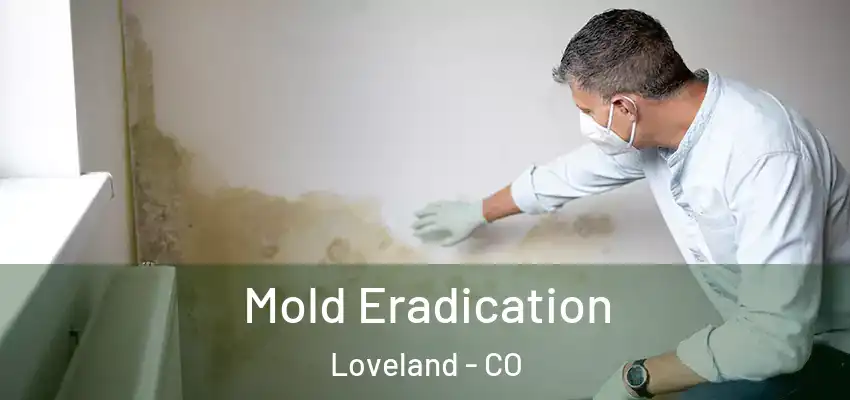  Mold Eradication Loveland - CO