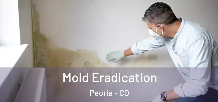  Mold Eradication Peoria - CO