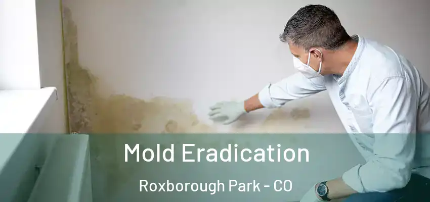  Mold Eradication Roxborough Park - CO