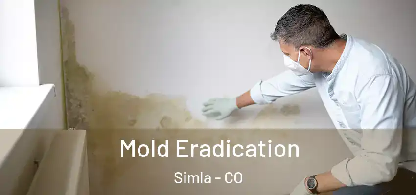  Mold Eradication Simla - CO