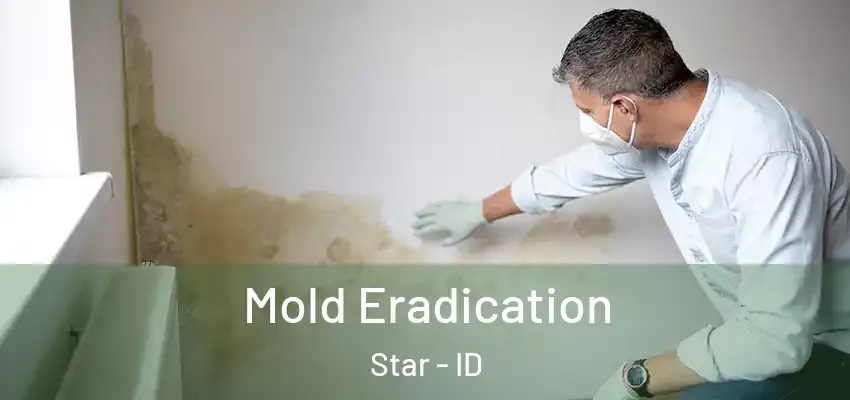  Mold Eradication Star - ID