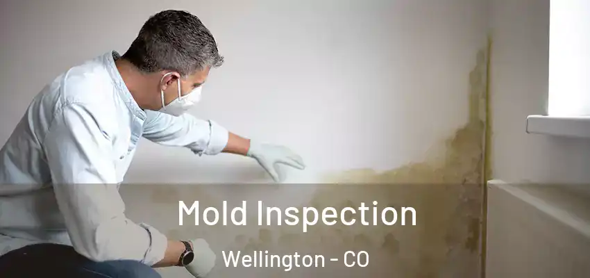 Mold Inspection Wellington - CO