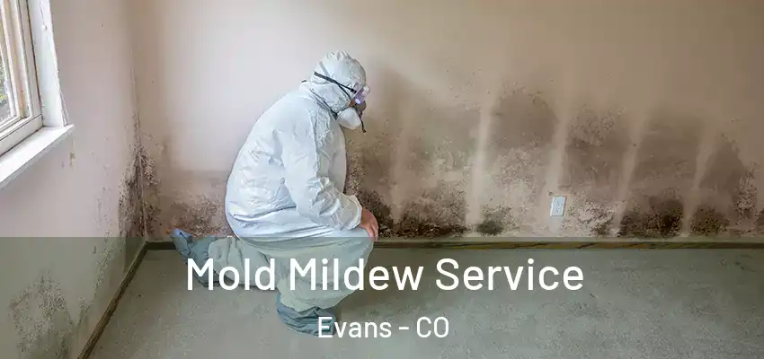  Mold Mildew Service Evans - CO
