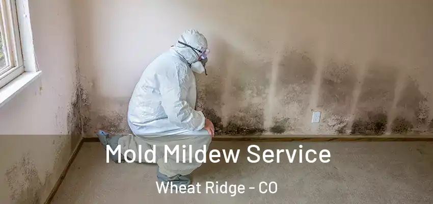 Mold Mildew Service Wheat Ridge - CO
