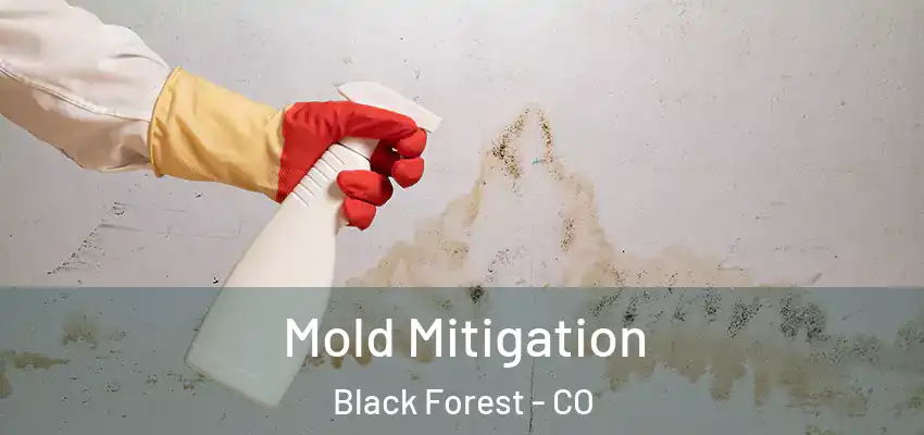  Mold Mitigation Black Forest - CO