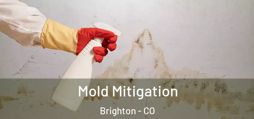 Mold Mitigation Brighton - CO