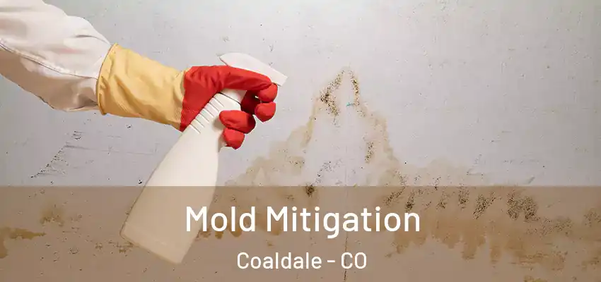 Mold Mitigation Coaldale - CO
