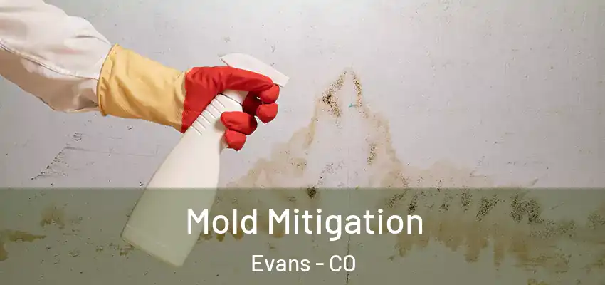  Mold Mitigation Evans - CO