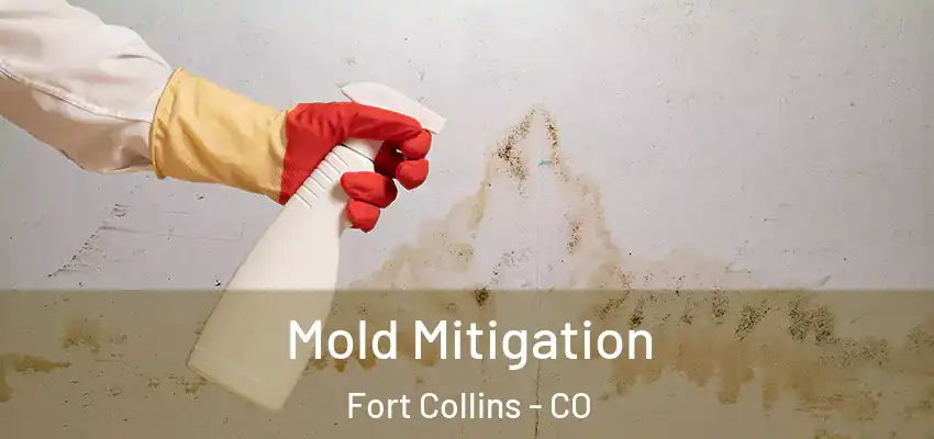  Mold Mitigation Fort Collins - CO
