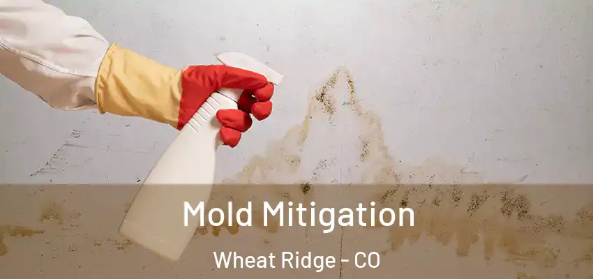  Mold Mitigation Wheat Ridge - CO