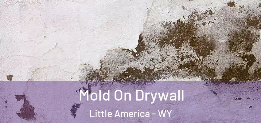  Mold On Drywall Little America - WY