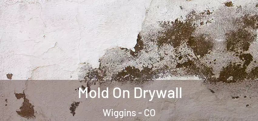  Mold On Drywall Wiggins - CO
