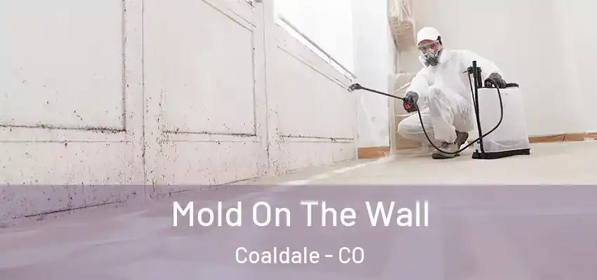  Mold On The Wall Coaldale - CO