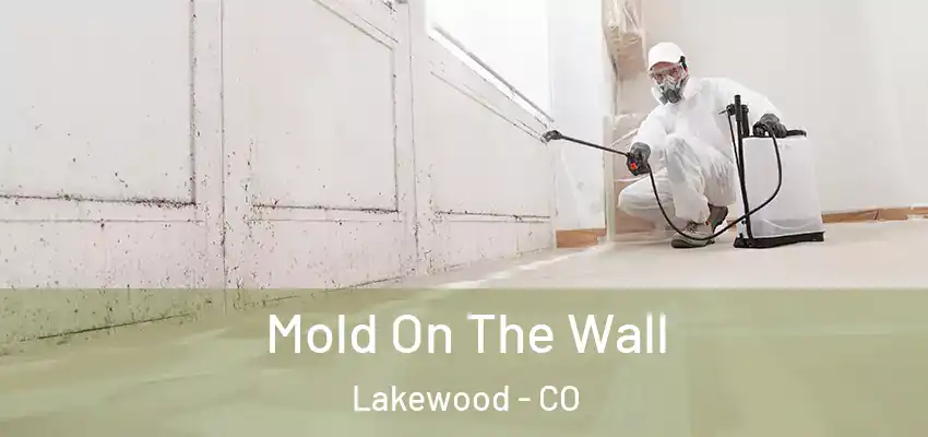 Mold On The Wall Lakewood - CO