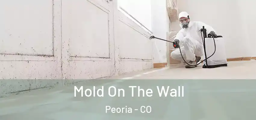  Mold On The Wall Peoria - CO