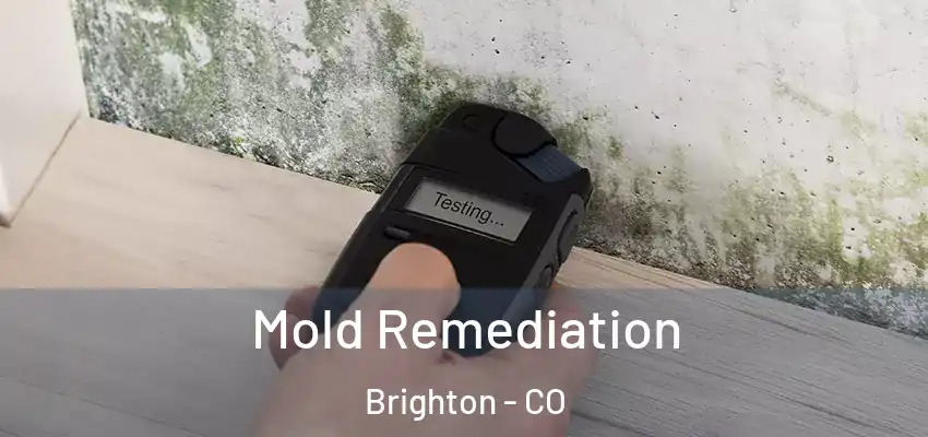  Mold Remediation Brighton - CO