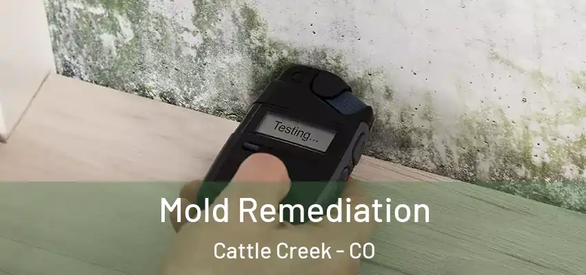 Mold Remediation Cattle Creek - CO