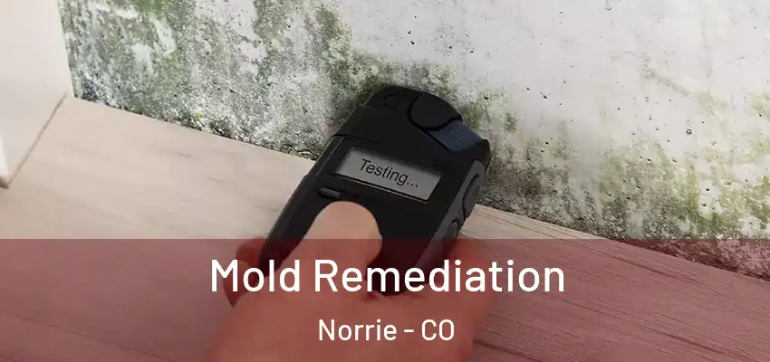  Mold Remediation Norrie - CO