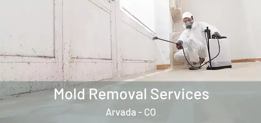  Mold Removal Services Arvada - CO