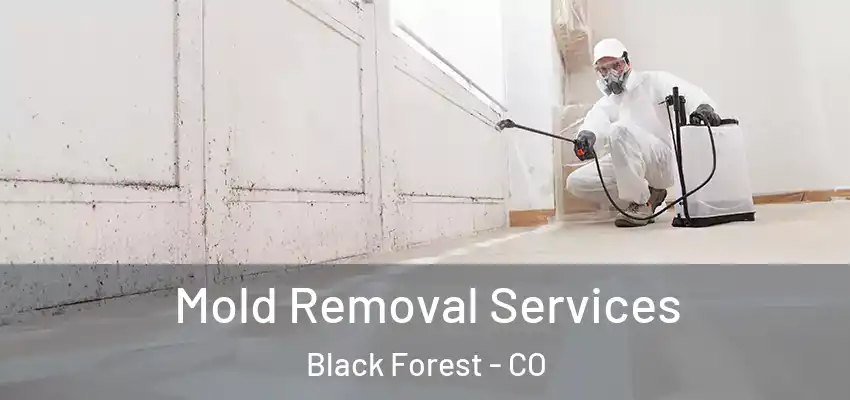  Mold Removal Services Black Forest - CO