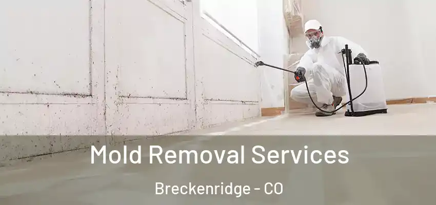  Mold Removal Services Breckenridge - CO