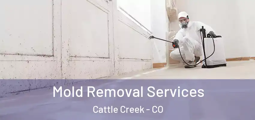  Mold Removal Services Cattle Creek - CO