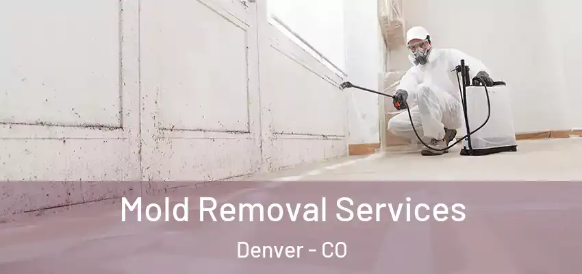 Mold Removal Services Denver - CO