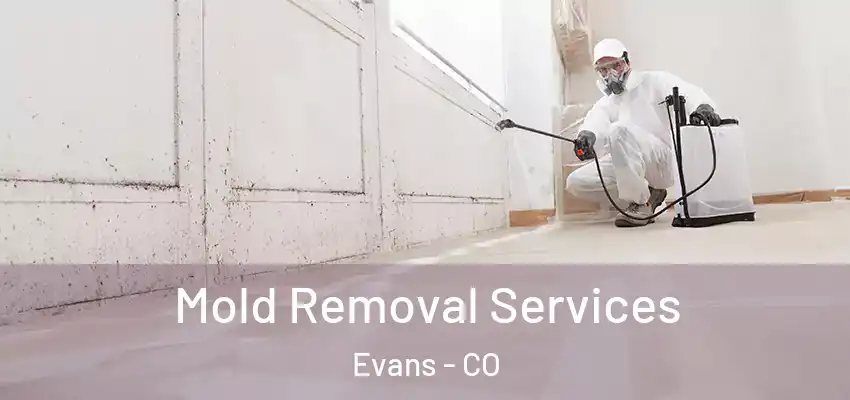  Mold Removal Services Evans - CO
