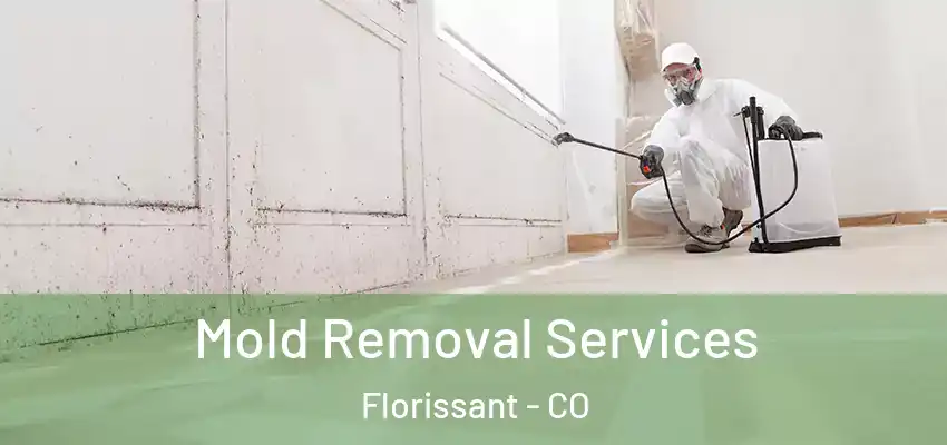 Mold Removal Services Florissant - CO