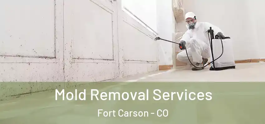  Mold Removal Services Fort Carson - CO