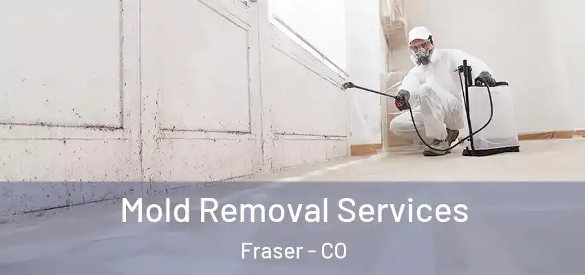  Mold Removal Services Fraser - CO