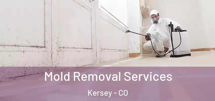  Mold Removal Services Kersey - CO