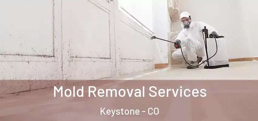  Mold Removal Services Keystone - CO