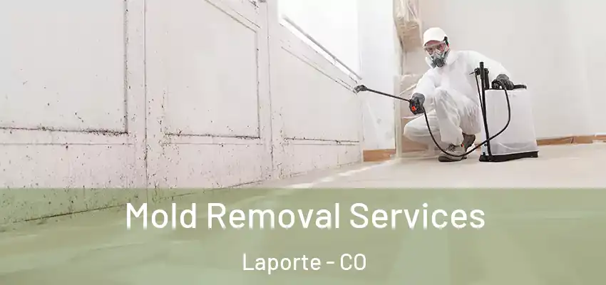 Mold Removal Services Laporte - CO