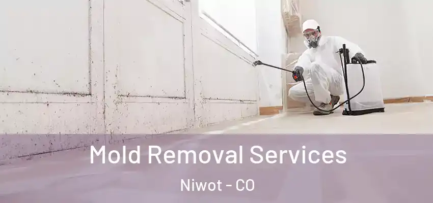  Mold Removal Services Niwot - CO
