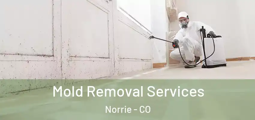Mold Removal Services Norrie - CO