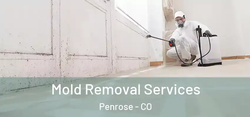 Mold Removal Services Penrose - CO