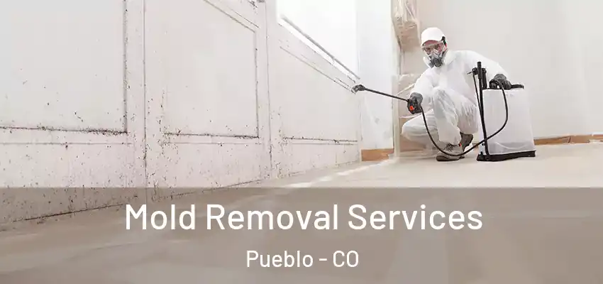 Mold Removal Services Pueblo - CO