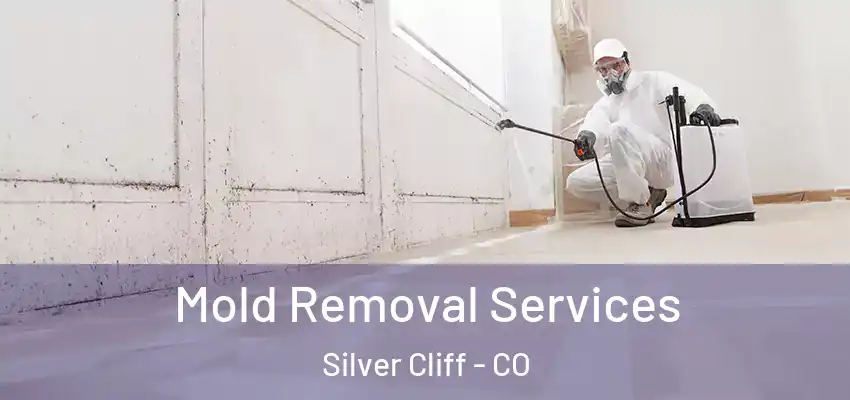 Mold Removal Services Silver Cliff - CO