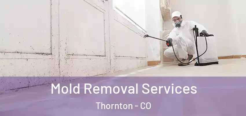 Mold Removal Services Thornton - CO
